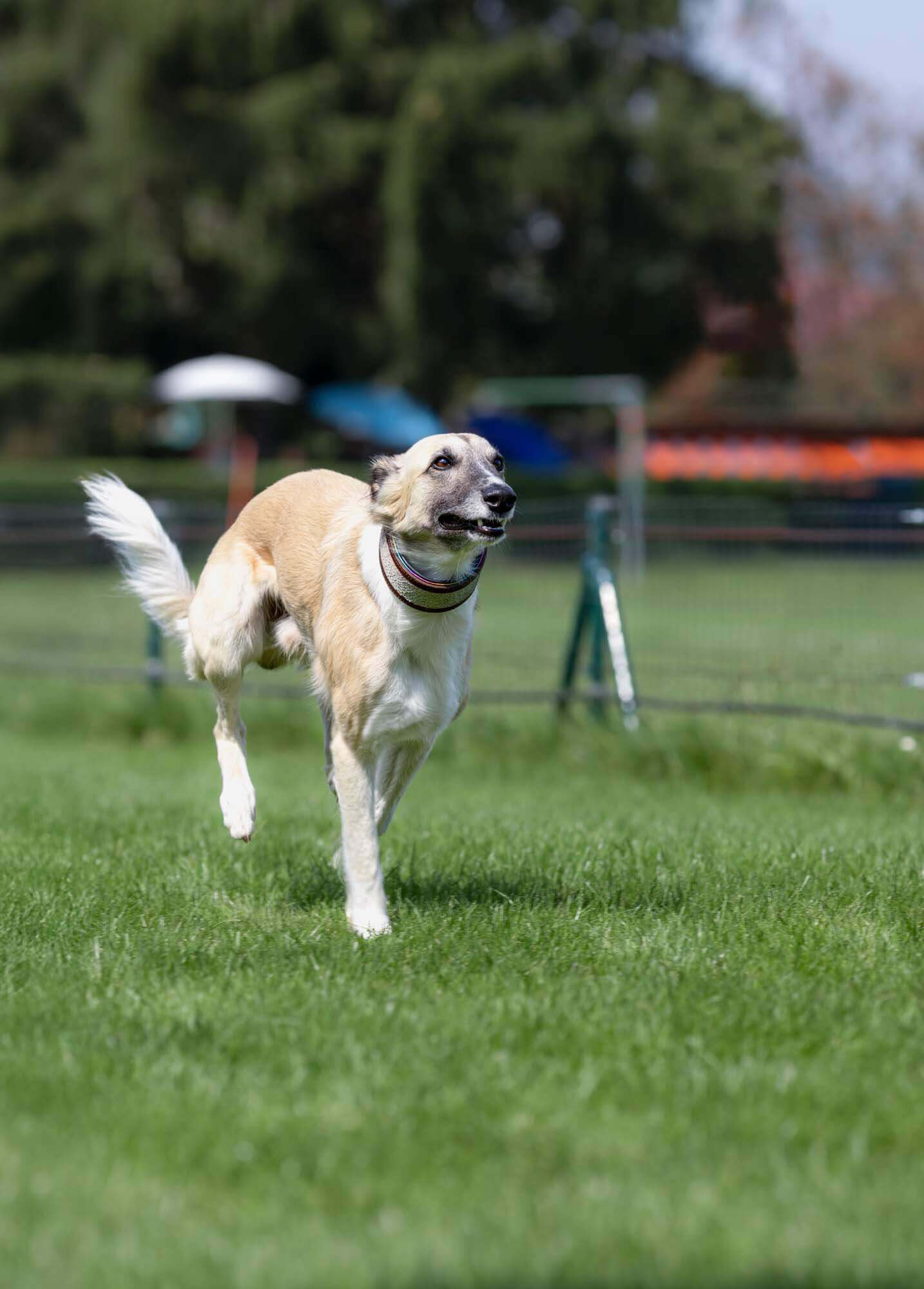 Hund auf der Rennbahn des Windhundrennverein Bayern in Mammendorf